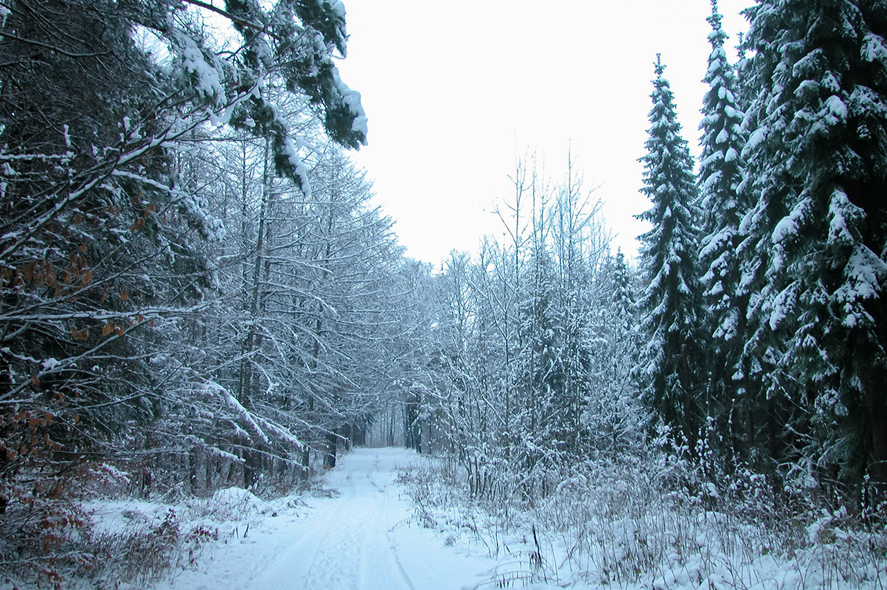 Waldweg im Winter&nbsp;· Foto: Albrecht&nbsp;Päßler (2004)